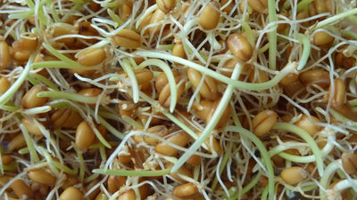 Huile de germe de blé